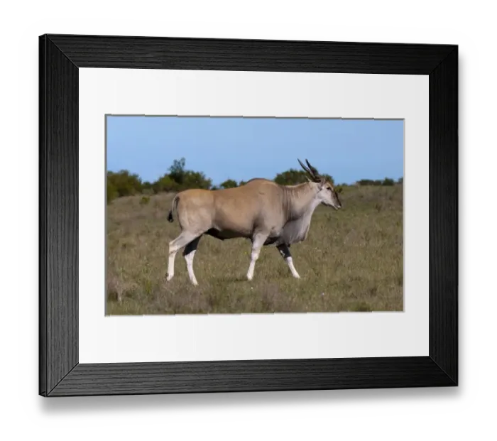 Framed Print : Eland (Taurotragus oryx), Kariega Game Reserve, South Africa Framed Print : Eland (Taurotragus oryx), Kariega Game Reserve, South Africa