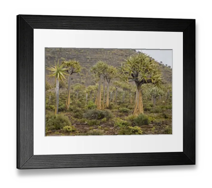 Framed Print : Africa, South Africa Framed Print : Africa, South Africa