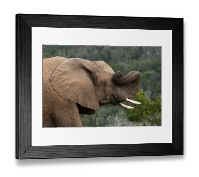 Framed Print : Elephant (Loxodonta africana), Kariega Game Reserve, South Africa Framed Print : Elephant (Loxodonta africana), Kariega Game Reserve, South Africa
