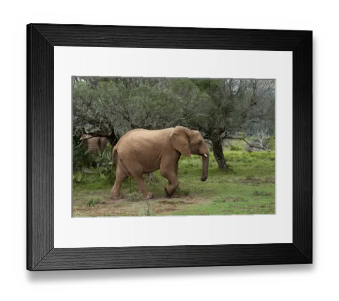 Framed Print : Africa, South Africa Framed Print : Africa, South Africa