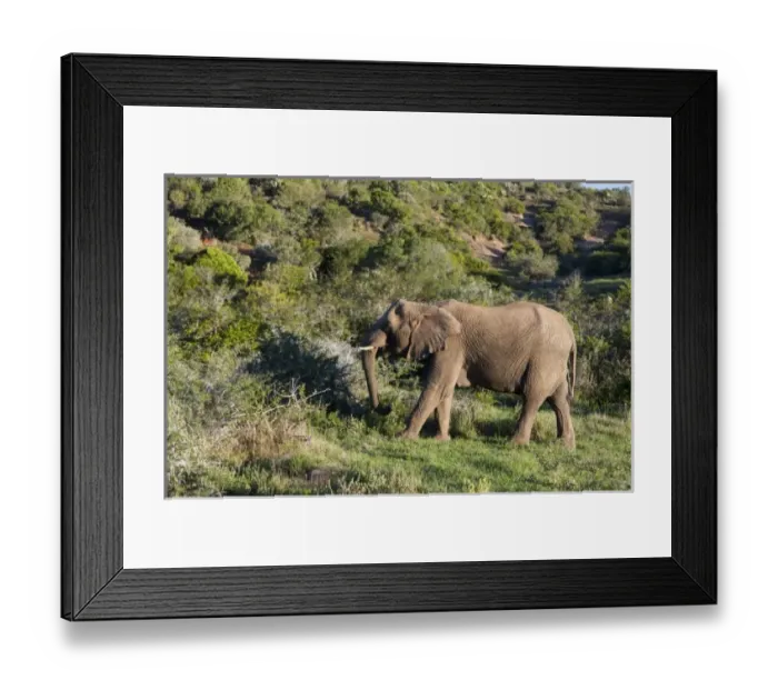 Framed Print : Africa, South Africa