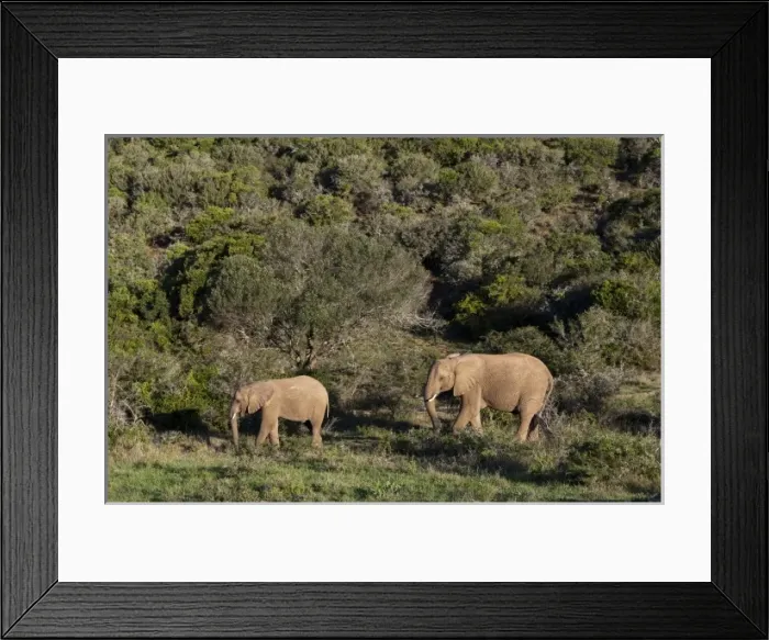 Framed Print : Africa, South Africa Framed Print : Africa, South Africa