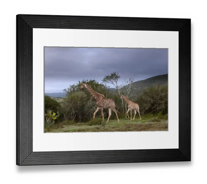 Framed Print : Giraffe (Giraffa camelopardalis), Kariega Game Reserve, South Africa