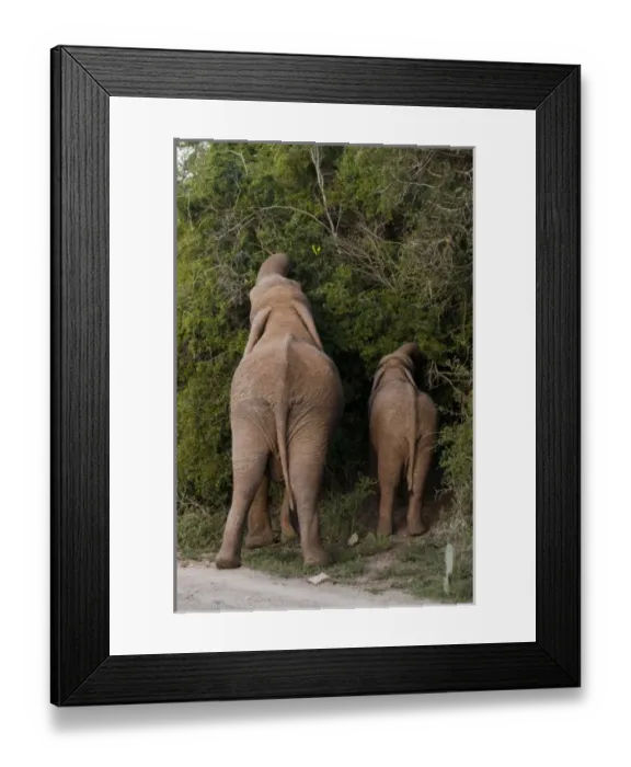 Framed Print : Elephant and cub (Loxodonta africana), Kariega Game Reserve, South Africa