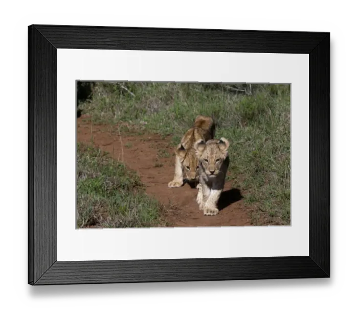 Framed Print : Lion (Panthera leo), Kariega Game Reserve, South Africa Framed Print : Lion (Panthera leo), Kariega Game Reserve, South Africa