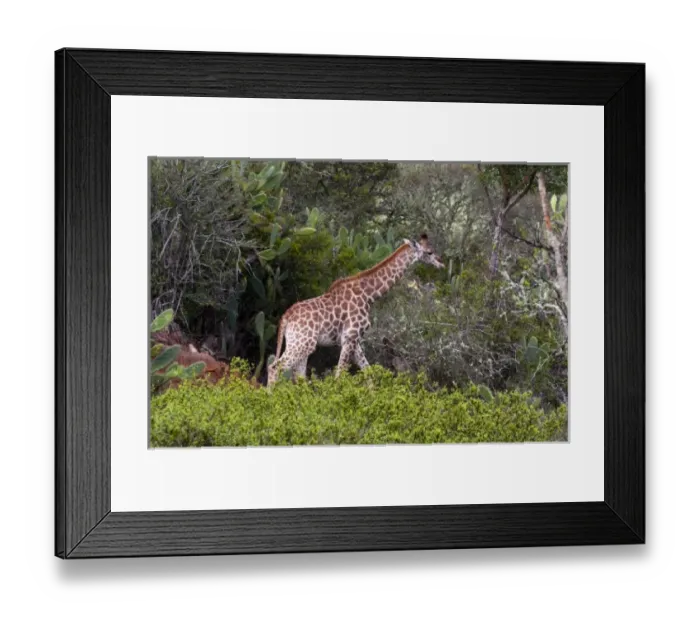 Framed Print : Africa, South Africa