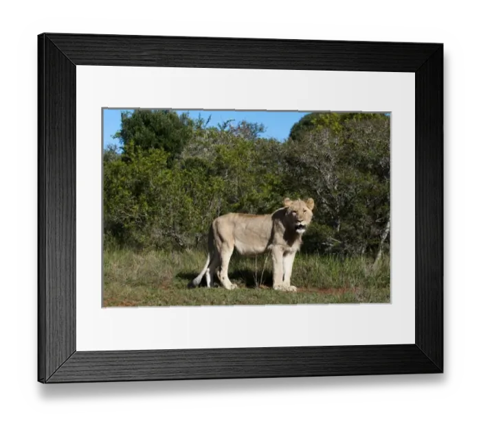 Framed Print : Africa, South Africa Framed Print : Africa, South Africa