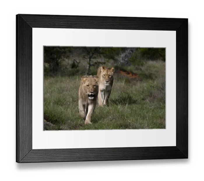 Framed Print : Africa, South Africa Framed Print : Africa, South Africa