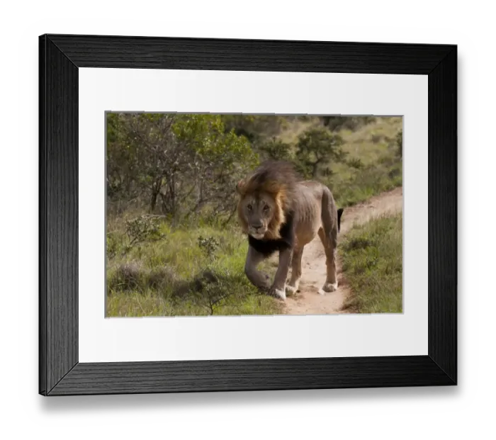 Framed Print : Africa, South Africa Framed Print : Africa, South Africa