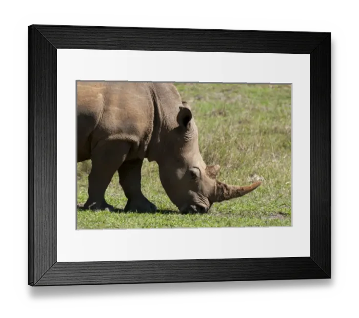 Framed Print : Africa, South Africa Framed Print : Africa, South Africa