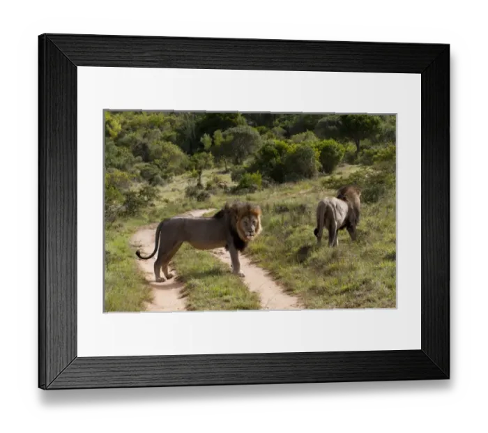 Framed Print : Africa, South Africa Framed Print : Africa, South Africa