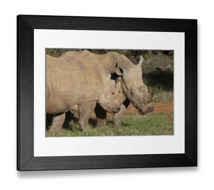 Framed Print : Africa, South Africa Framed Print : Africa, South Africa
