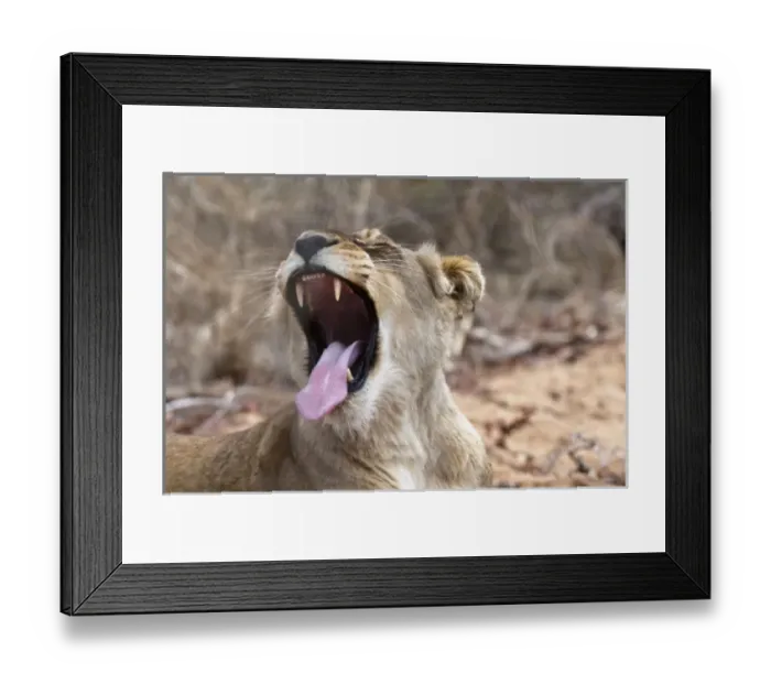 Framed Print : Lion (Panthera leo), Kapama Game Reserve, South Africa Framed Print : Lion (Panthera leo), Kapama Game Reserve, South Africa