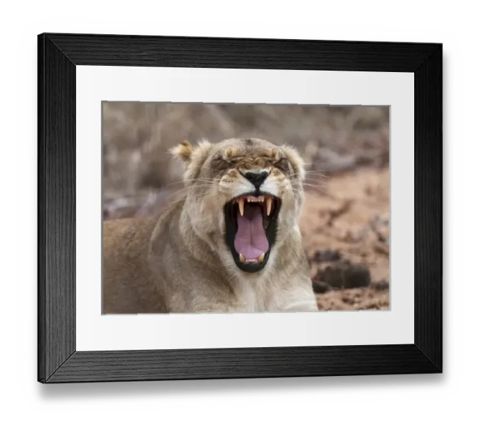 Framed Print : Lion (Panthera leo), Kapama Game Reserve, South Africa Framed Print : Lion (Panthera leo), Kapama Game Reserve, South Africa