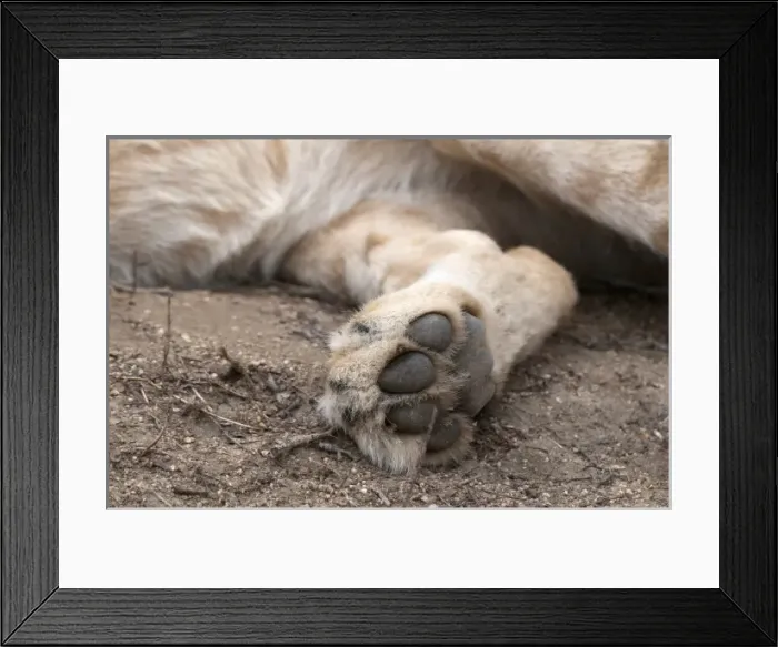Framed Print : Africa, South Africa Framed Print : Africa, South Africa