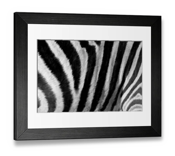 Framed Print : Common Zebra (Equus quagga), Kapama Game Reserve, South Africa Framed Print : Common Zebra (Equus quagga), Kapama Game Reserve, South Africa