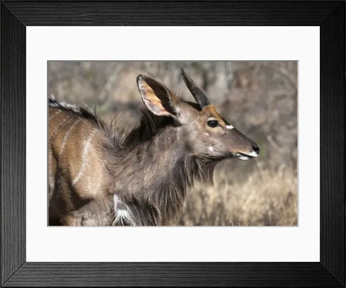 Framed Print : Africa, South Africa Framed Print : Africa, South Africa