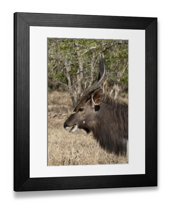 Framed Print : Africa, South Africa Framed Print : Africa, South Africa