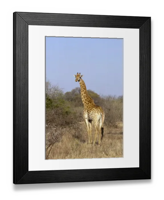 Framed Print : Africa, South Africa Framed Print : Africa, South Africa