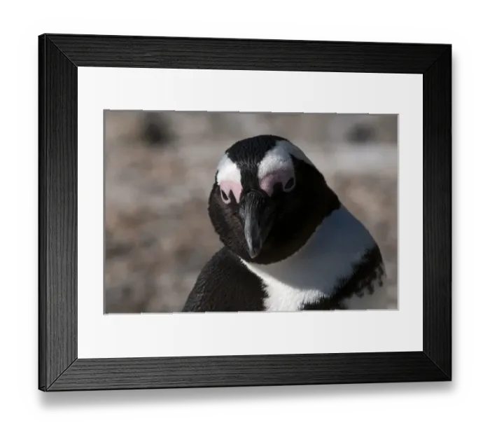 Framed Print : Jackass penguin (Speniscus demersus), Boulders Beach, Cape Town, South Africa Framed Print : Jackass penguin (Speniscus demersus), Boulders Beach, Cape Town, South Africa