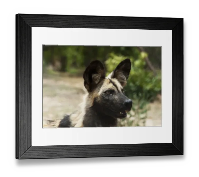 Framed Print : Africa, South Africa Framed Print : Africa, South Africa