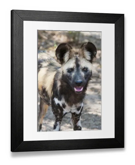 Framed Print : Wild Dog (Lycaon pictus), Captive, Hoedspruit Endangered Species Centre, Kapama Game Reserve