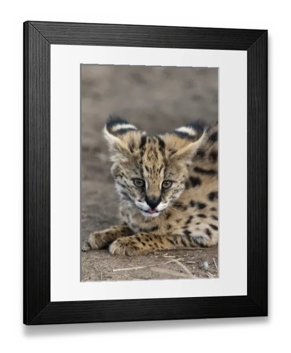 Framed Print : Young Serval Cat (Felis serval), Captive, Hoedspruit Endangered Species Centre