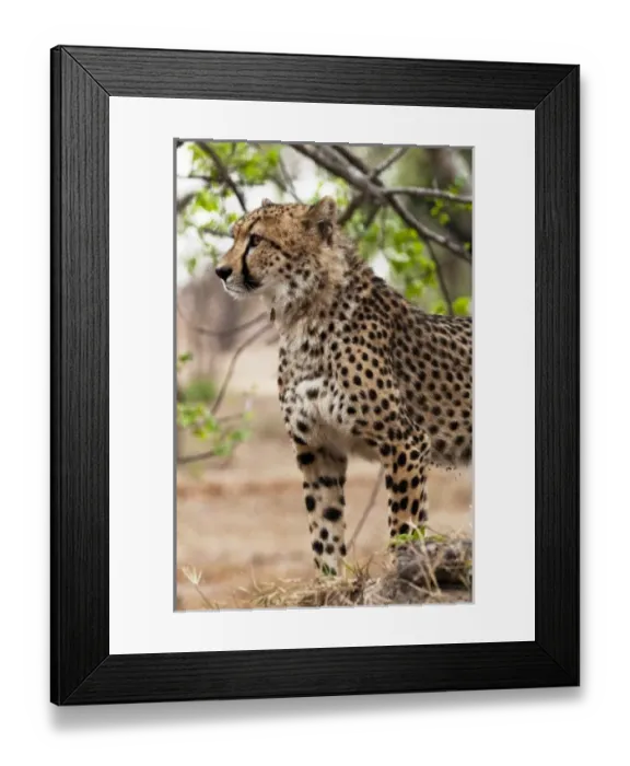 Framed Print : Africa, South Africa Framed Print : Africa, South Africa
