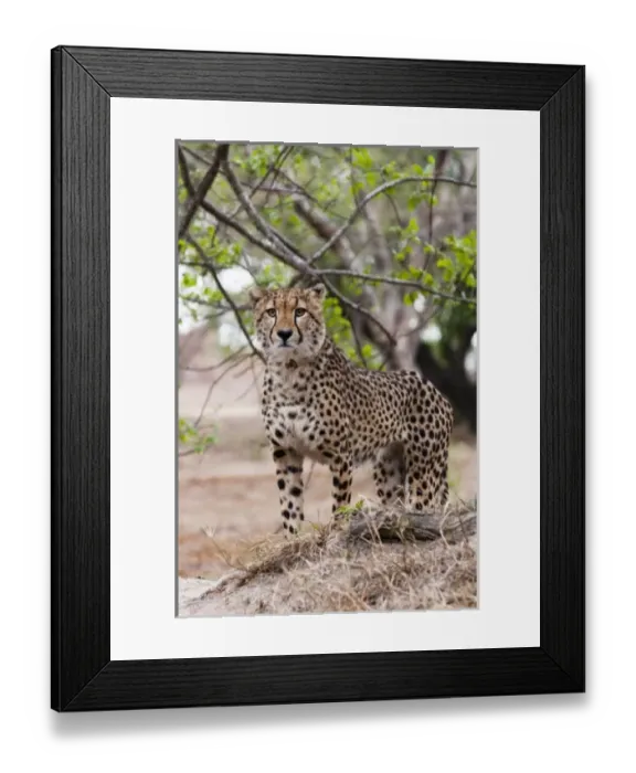 Framed Print : Africa, South Africa