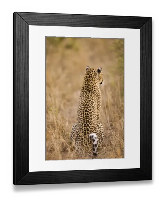 Framed Print : Africa, South Africa Framed Print : Africa, South Africa