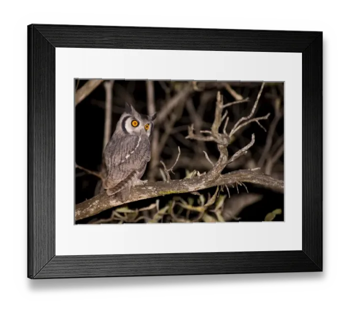 Framed Print : Spotted Eagle Owl (Bubo africanus) on night drive, Arathusa Safari Lodge, Sabi Sand Reserve