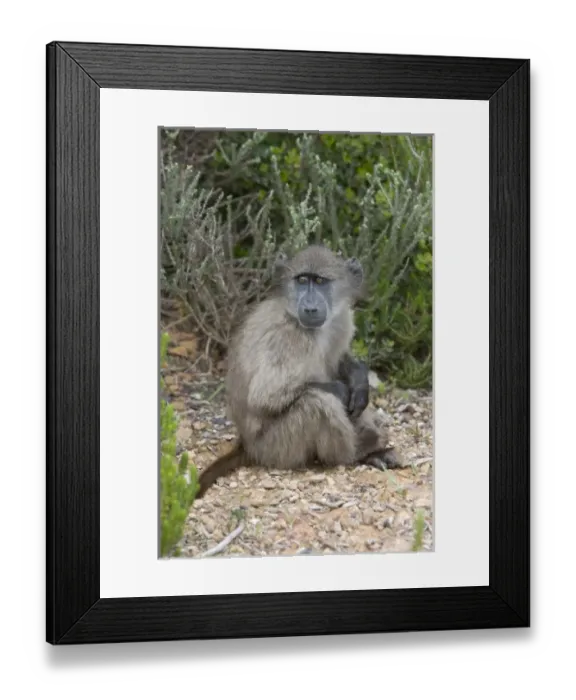 Framed Print : Africa, South Africa Framed Print : Africa, South Africa