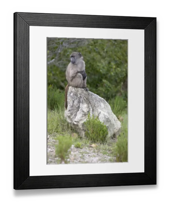 Framed Print : Cape baboon also called Chacma baboon sitting at alert