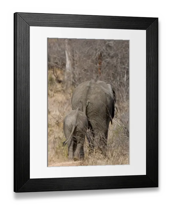 Framed Print : Baby elephant feels safe by staying close to her mother Framed Print : Baby elephant feels safe by staying close to her mother