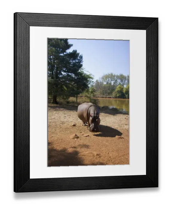 Framed Print : Africa, Swaziland
