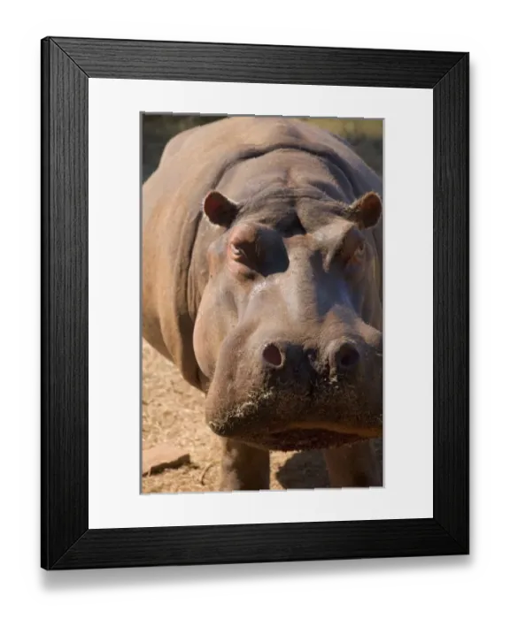 Framed Print : Africa, Swaziland Framed Print : Africa, Swaziland
