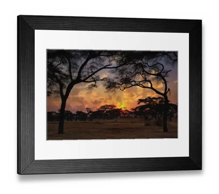Framed Print : Acacia forest silhouetted at sunset, Tarangire National Park, Tanzania Framed Print : Acacia forest silhouetted at sunset, Tarangire National Park, Tanzania