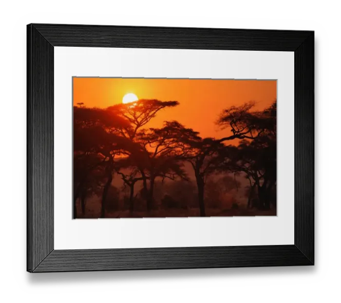 Framed Print : Acacia forest silhouetted at sunset, Tarangire National Park, Tanzania