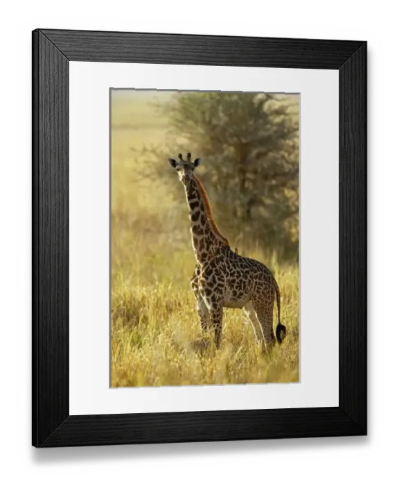 Framed Print : Africa, Tanzania