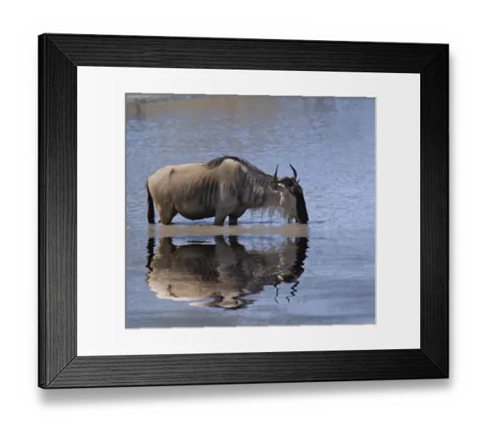 Framed Print : Wildebeest, Connochaetes taurinus, drinking and reflection, Tarangire National Park Framed Print : Wildebeest, Connochaetes taurinus, drinking and reflection, Tarangire National Park