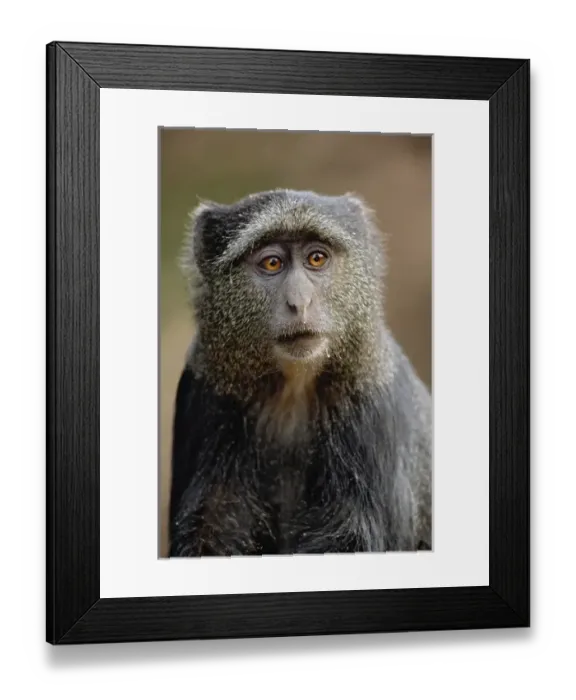 Framed Print : Sykes or Blue Monkey, Cercopithecus mitis, Lake Manyara National Park, Tanzania Framed Print : Sykes or Blue Monkey, Cercopithecus mitis, Lake Manyara National Park, Tanzania
