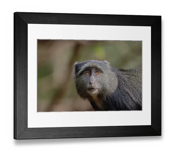 Framed Print : Sykes or Blue Monkey, Cercopithecus mitis, Lake Manyara National Park, Tanzania Framed Print : Sykes or Blue Monkey, Cercopithecus mitis, Lake Manyara National Park, Tanzania