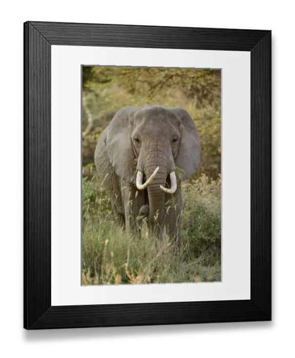 Framed Print : Africa, Tanzania Framed Print : Africa, Tanzania