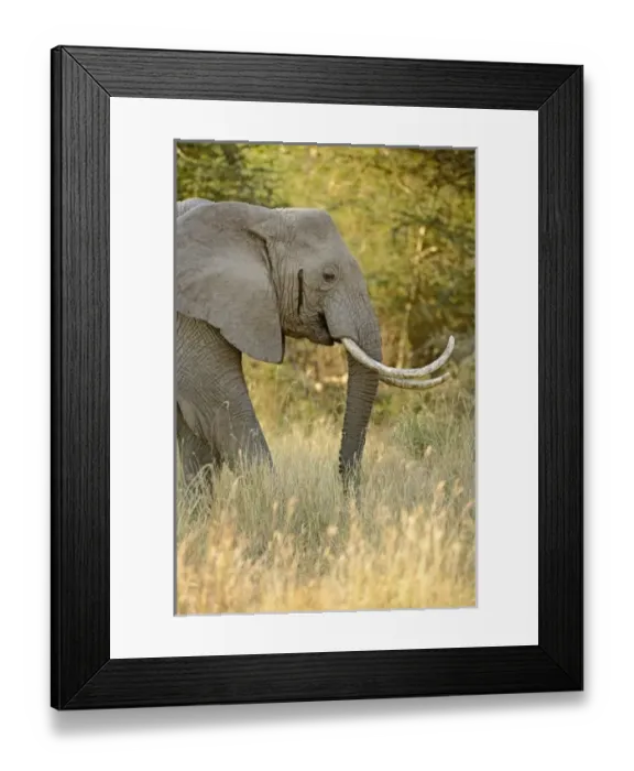 Framed Print : Africa, Tanzania Framed Print : Africa, Tanzania
