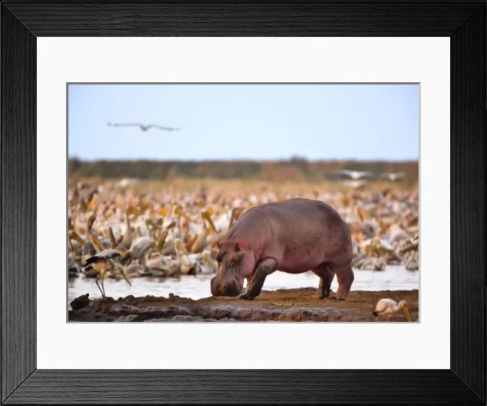 Framed Print : Hippopotamus, Hippopotamus amphibius, Lake Manyara, Lake Manyara National Park, Tanzania