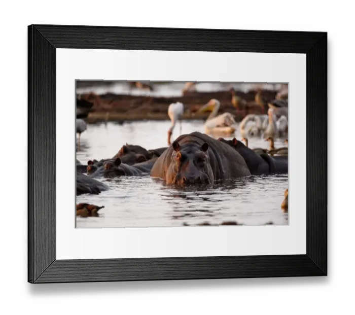 Framed Print : Hippopotamus, Hippopotamus amphibius, Lake Manyara, Lake Manyara National Park, Tanzania Framed Print : Hippopotamus, Hippopotamus amphibius, Lake Manyara, Lake Manyara National Park, Tanzania