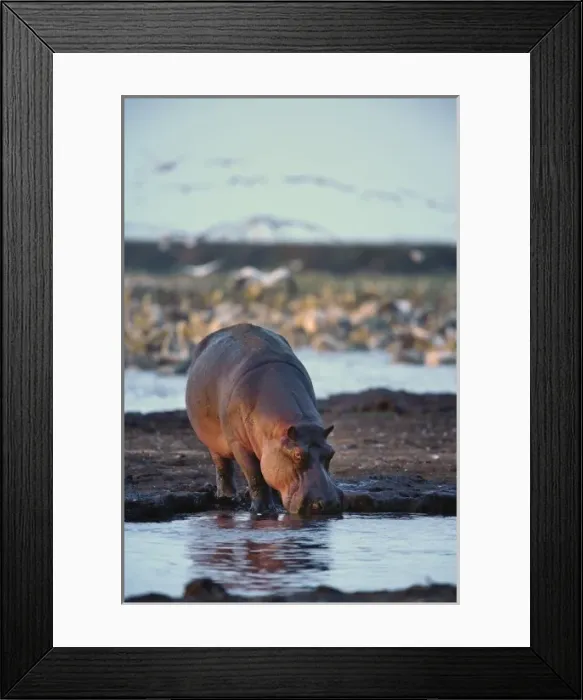 Framed Print : Hippopotamus, Hippopotamus amphibius, Lake Manyara, Lake Manyara National Park, Tanzania Framed Print : Hippopotamus, Hippopotamus amphibius, Lake Manyara, Lake Manyara National Park, Tanzania