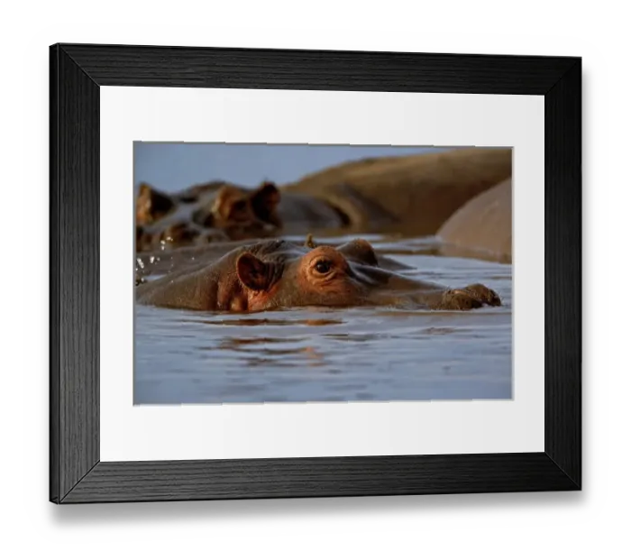 Framed Print : Hippopotamus, Hippopotamus amphibius, Lake Manyara, Lake Manyara National Park, Tanzania Framed Print : Hippopotamus, Hippopotamus amphibius, Lake Manyara, Lake Manyara National Park, Tanzania