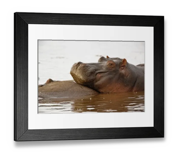 Framed Print : Hippopotamus, Hippopotamus amphibius, Lake Manyara, Lake Manyara National Park, Tanzania Framed Print : Hippopotamus, Hippopotamus amphibius, Lake Manyara, Lake Manyara National Park, Tanzania