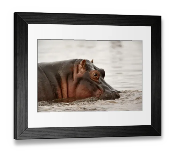 Framed Print : Hippopotamus, Hippopotamus amphibius, Lake Manyara, Lake Manyara National Park, Tanzania Framed Print : Hippopotamus, Hippopotamus amphibius, Lake Manyara, Lake Manyara National Park, Tanzania